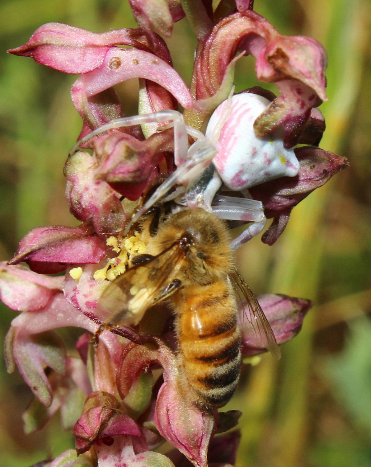 Thomisus onustus con Apis mellifera - S. Stefano M. (SP)